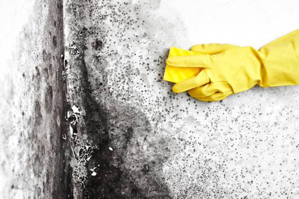 Best Preventive Mold Services in Crandon Lakes, NJ