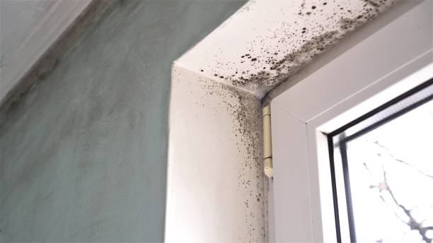 Best Residential Mold Remediation in Crandon Lakes, NJ