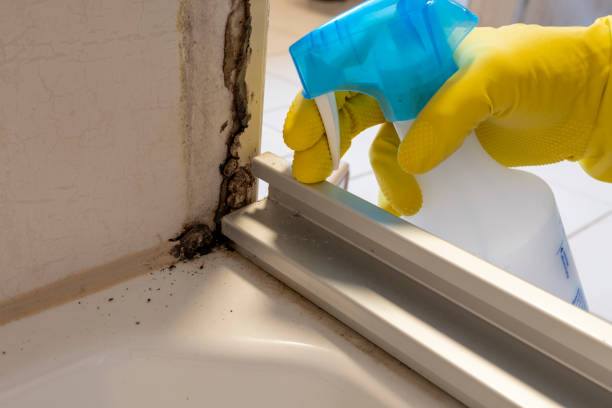 Best Preventive Mold Services in Crandon Lakes, NJ