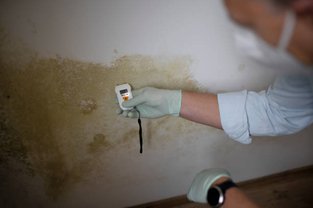 Best Insurance-Related Mold Remediation in Crandon Lakes, NJ