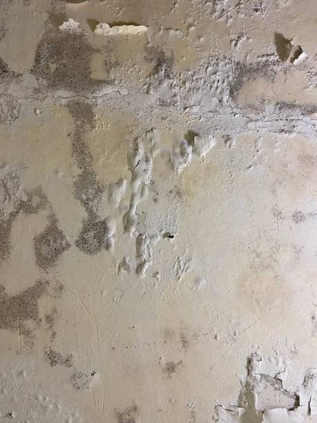 Best Black Mold Remediation in Crandon Lakes, NJ