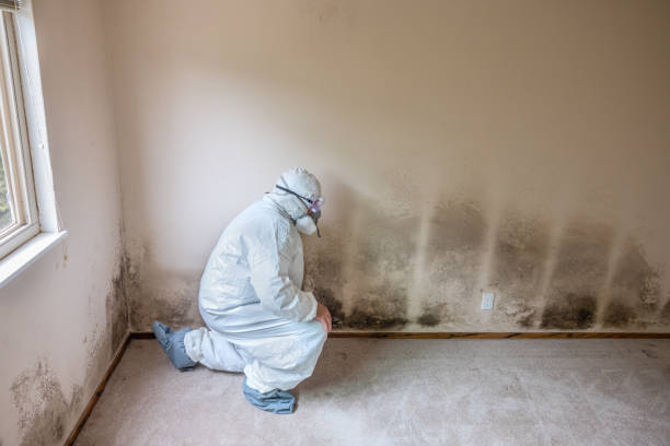 Best Residential Mold Remediation in Crandon Lakes, NJ