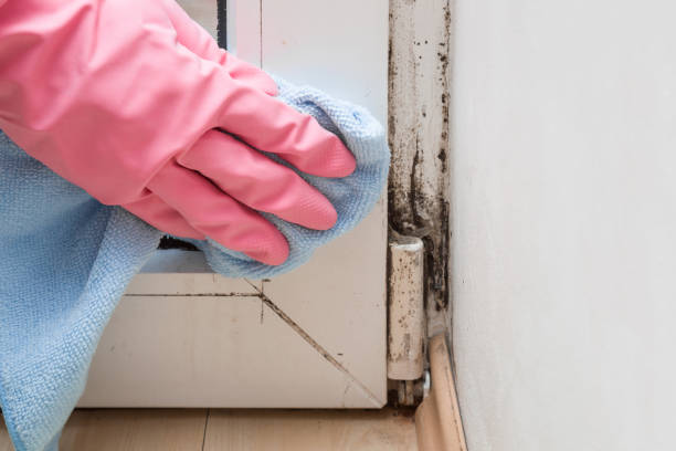 Best Attic Mold Remediation in Crandon Lakes, NJ