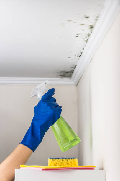 Best DIY Mold Remediation Support Services in Crandon Lakes, NJ