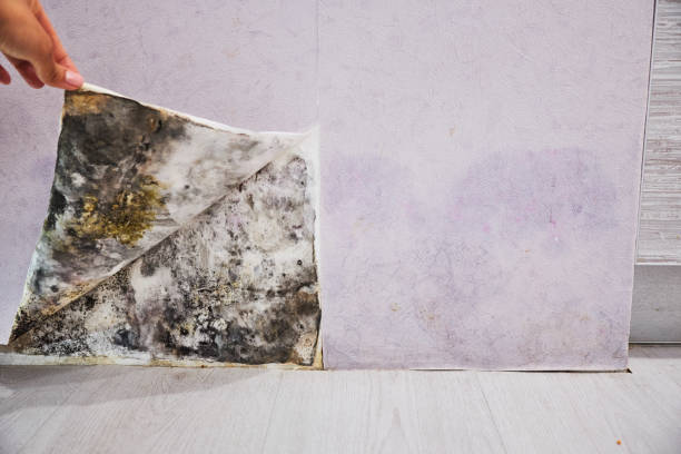 Best Health and Safety Mold Remediation in Crandon Lakes, NJ